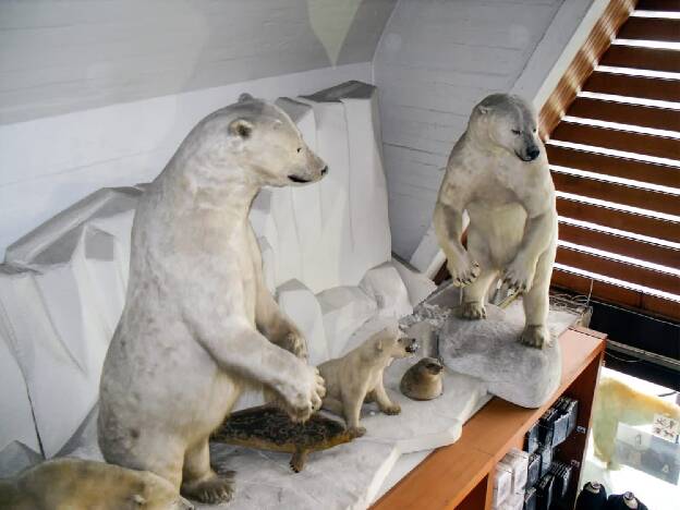 Eisbären im Frammuseum in Oslo